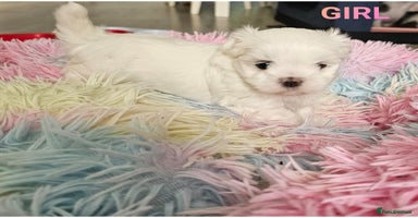 Maltese dogs - Advert 1