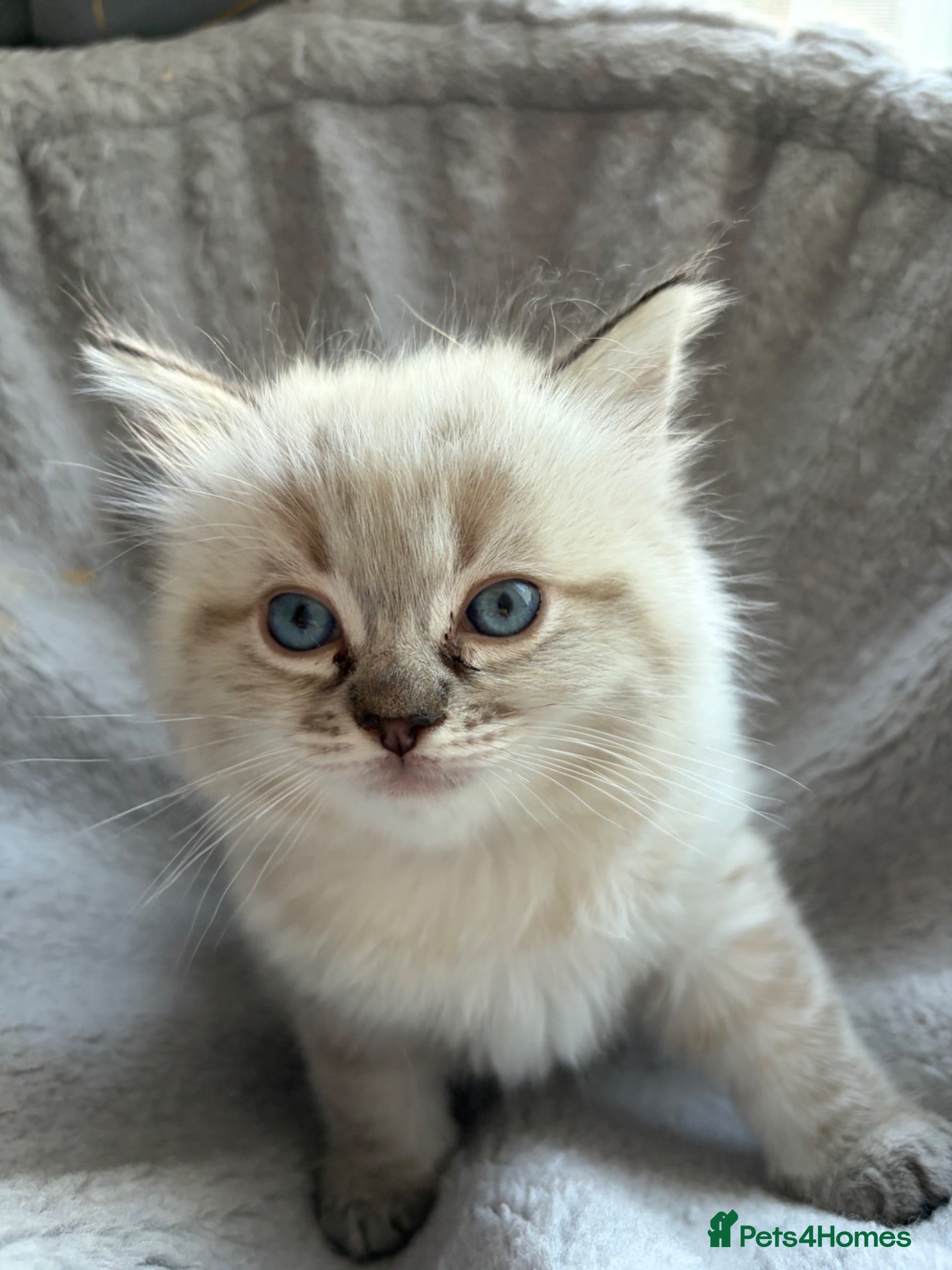 Ragdoll cats Gorgeous ragdoll girls! Only 2 left!  - Advert 1