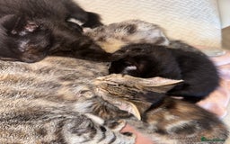 Mixed Breed cats for sale: Pretty little girls  - Image 6