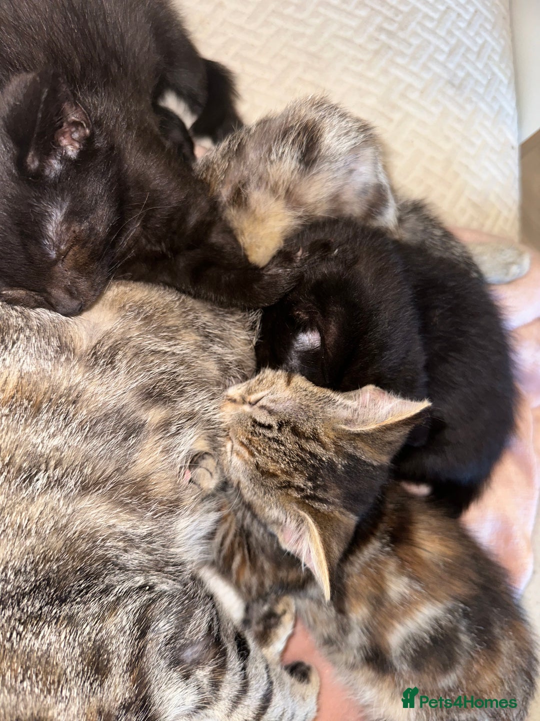 Mixed Breed cats for sale: Pretty little girls  - Image 6