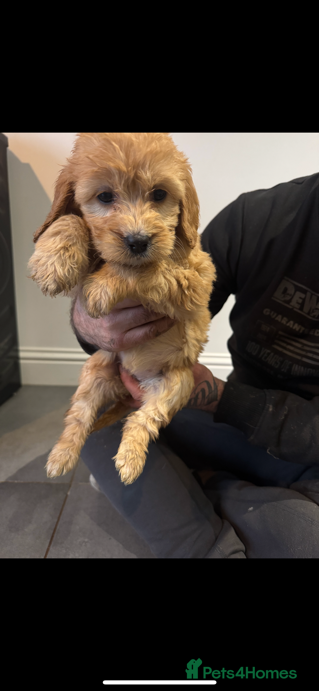 Cockapoo dogs for sale: F1 cockapoos  - Advert 8