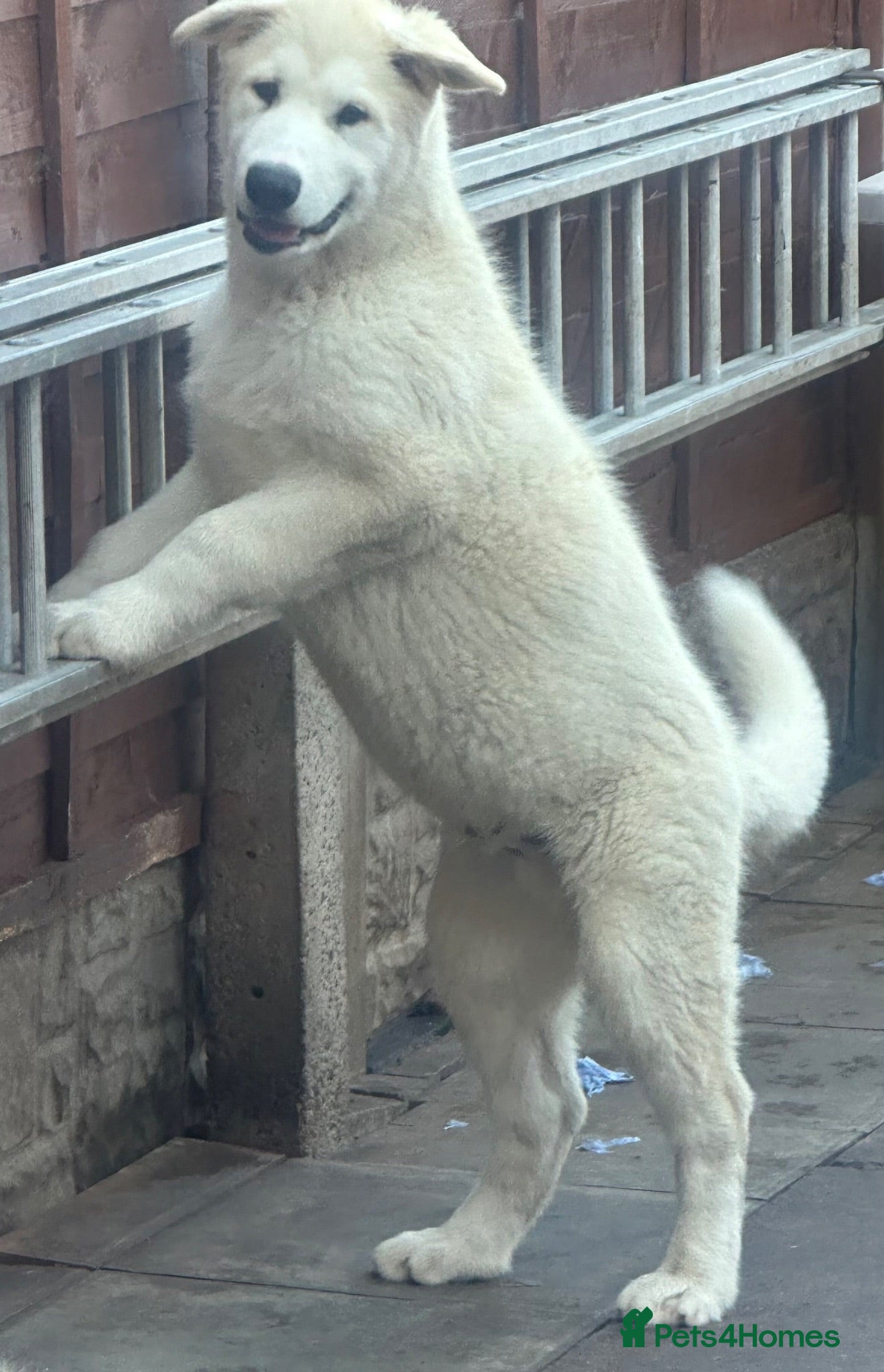 Alaskan Malamute dogs Beauties looking for their Beast - Advert 1