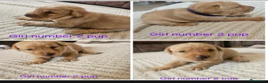 Labrador Retriever 5