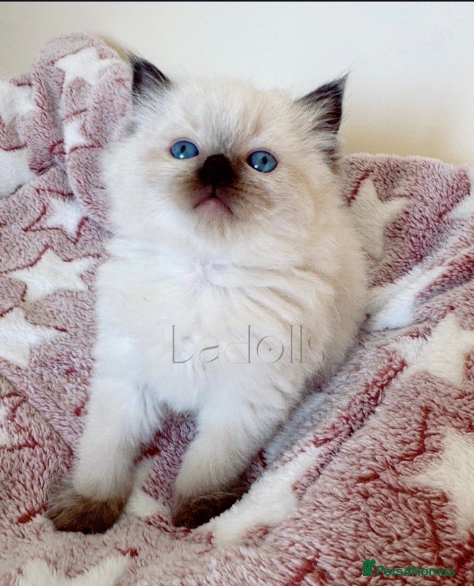 Ragdoll cats ✨Ragdoll Kittens Raised With Love xx  - Advert 16