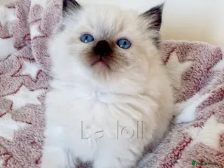 Ragdoll cats ✨Ragdoll Kittens Raised With Love xx - Advert 16