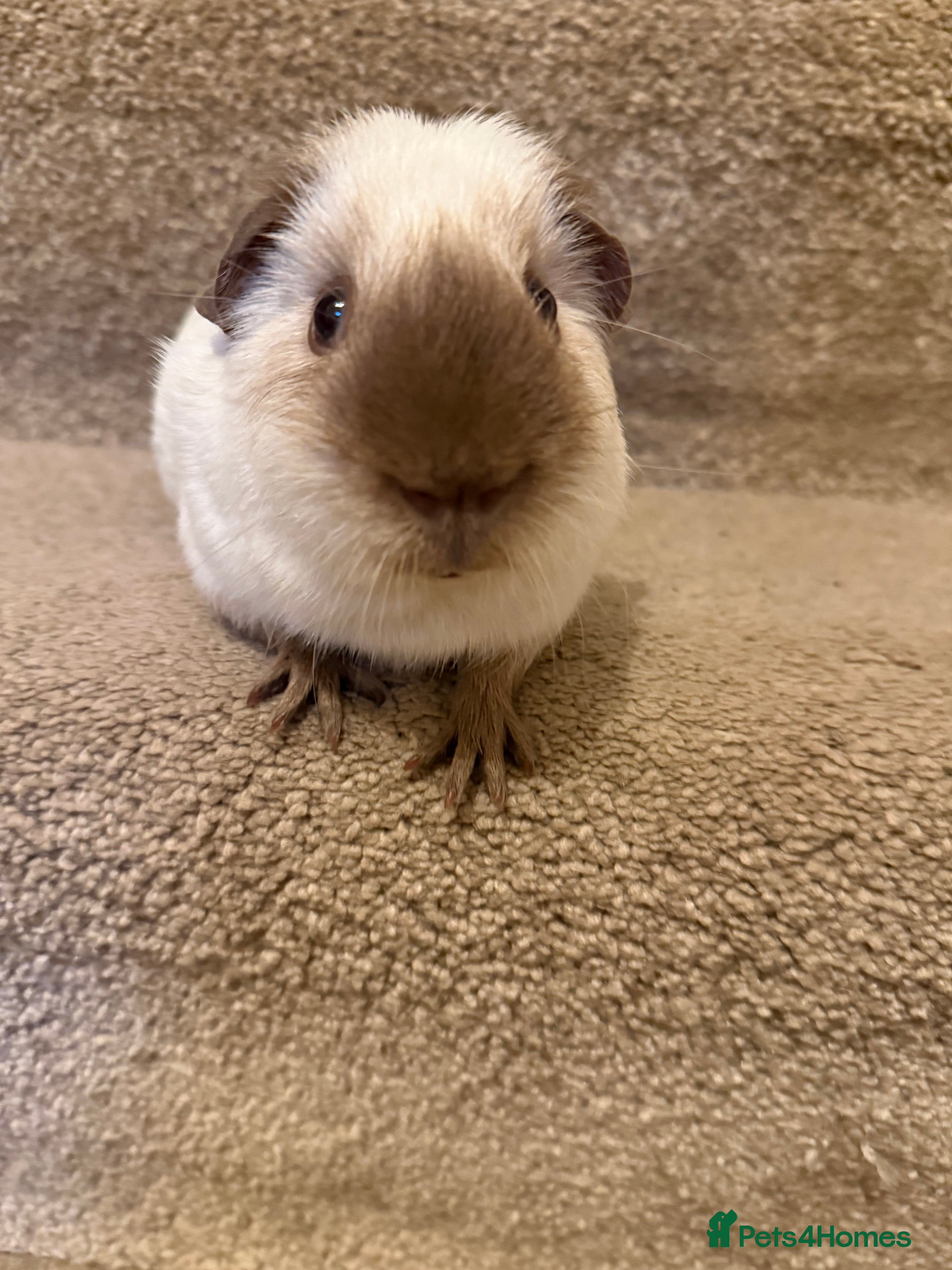 Guinea Pig rodents Pure bred California & Swiss guineapigs  - Advert 14