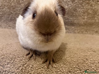 Guinea Pig rodents Pure bred California & Swiss guineapigs - Advert 14