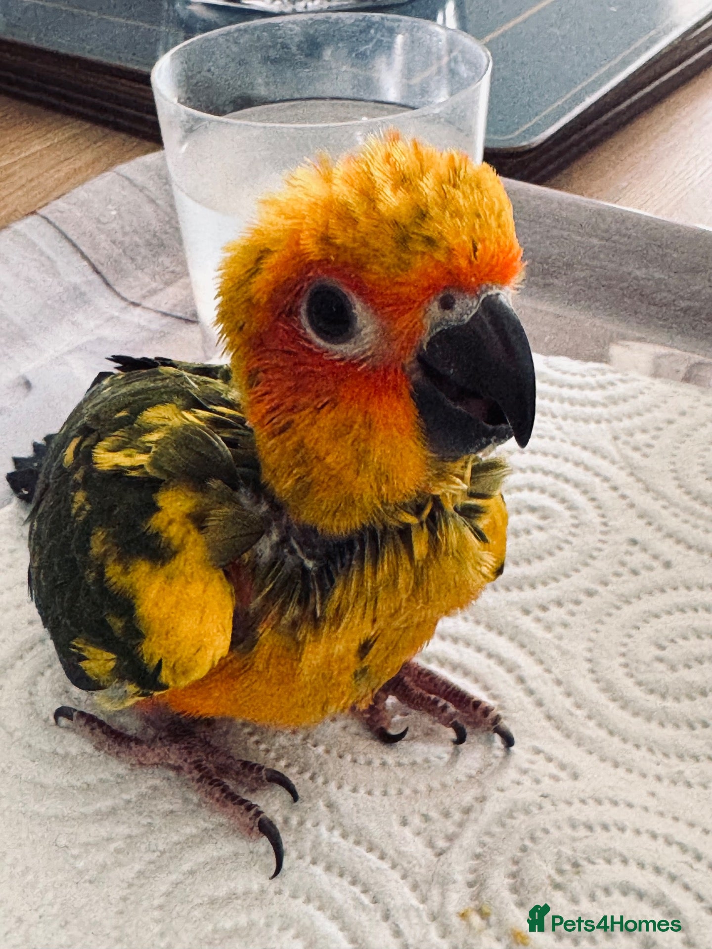 Conures birds 1 left to reserve hand rearing 3 sun conures - Advert 20