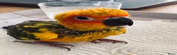 Conures birds for sale: 1 left to reserve hand rearing 3 sun conures - Advert 1