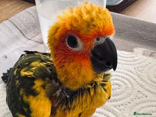 Conures birds 1 left to reserve hand rearing 3 sun conures - Advert 1