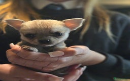 Chihuahua dogs for sale: Chihuahua pups  - Image 7