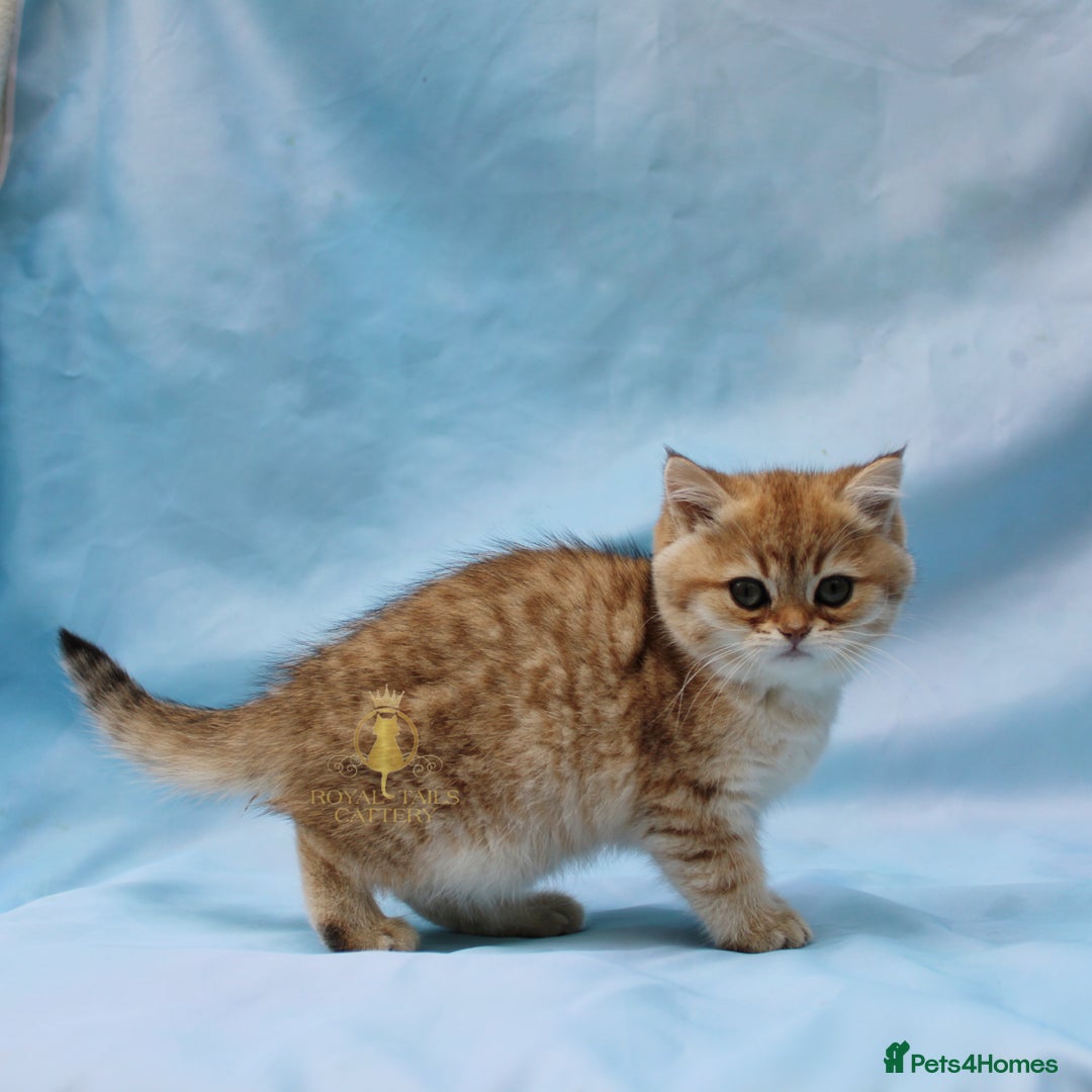 British Longhair cats for sale: British Longhair and Shorthair kittens  - Advert 7