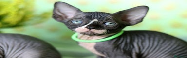 Sphynx Kitten 4