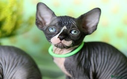 Sphynx cats for sale: Bloodline Sphynx Kittens  - Image 23