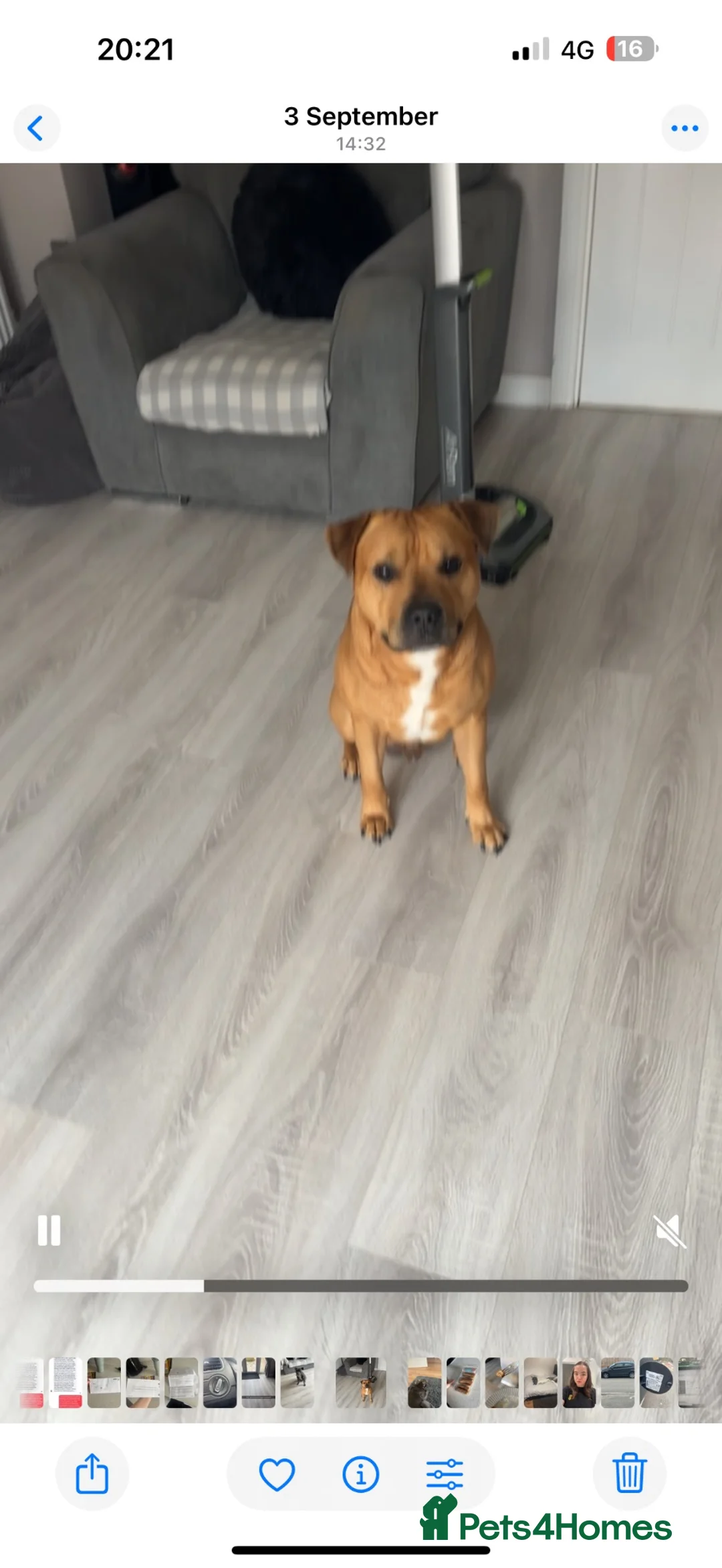Mixed Breed dogs for sale: Staffy cross male - Advert 2