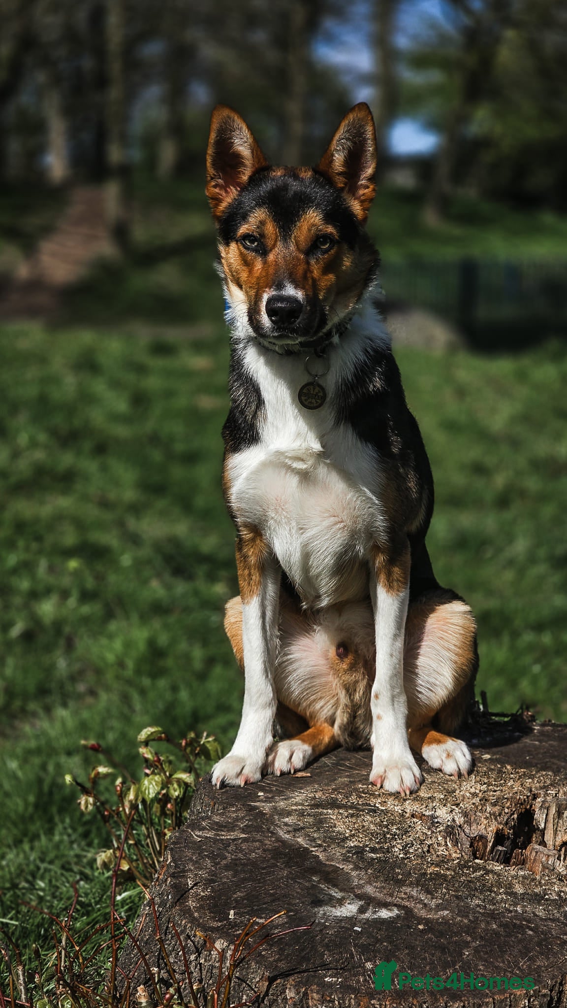 Border Collie dogs Male Border collie for sale  - Advert 3
