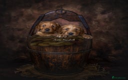 Mini Goldendoodle dogs for sale: F1 pups by POLICE Dog Trainer / Council Licensed  - Image 7