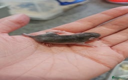 Mouse rodents for sale: Baby fancy mice - Image 6