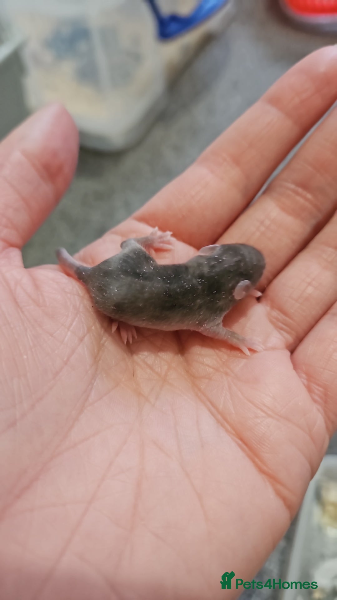 Mouse rodents for sale: Baby fancy mice - Image 6