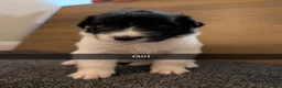 Mixed Breed dogs for sale: Puppies  - Advert 8