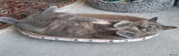 British Shorthair cats for sale: British Shorthair needs rehoming  in Hull - Advert 4
