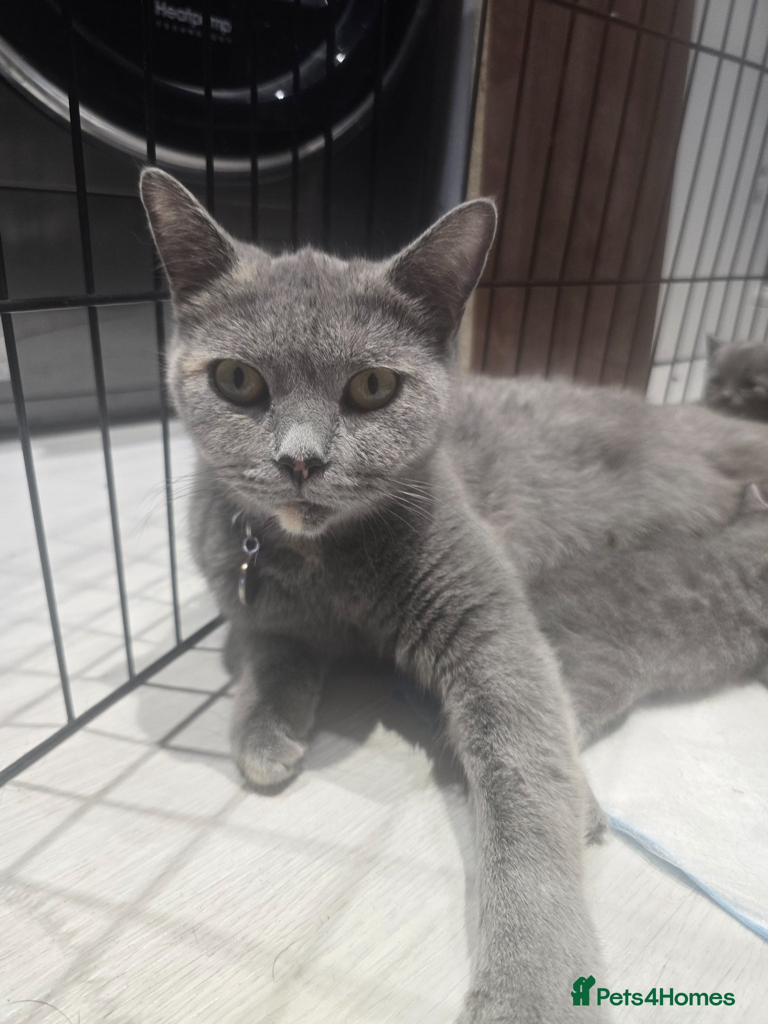 Mixed Breed cats for sale: 2x gorgeous boy kittens - Advert 1