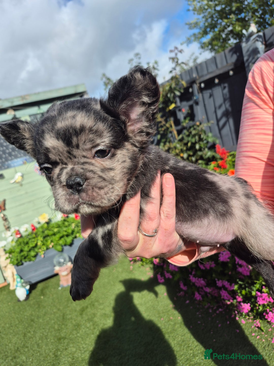 French Bulldog dogs for sale: Fluffy french bulldogs +c2  - Image 32