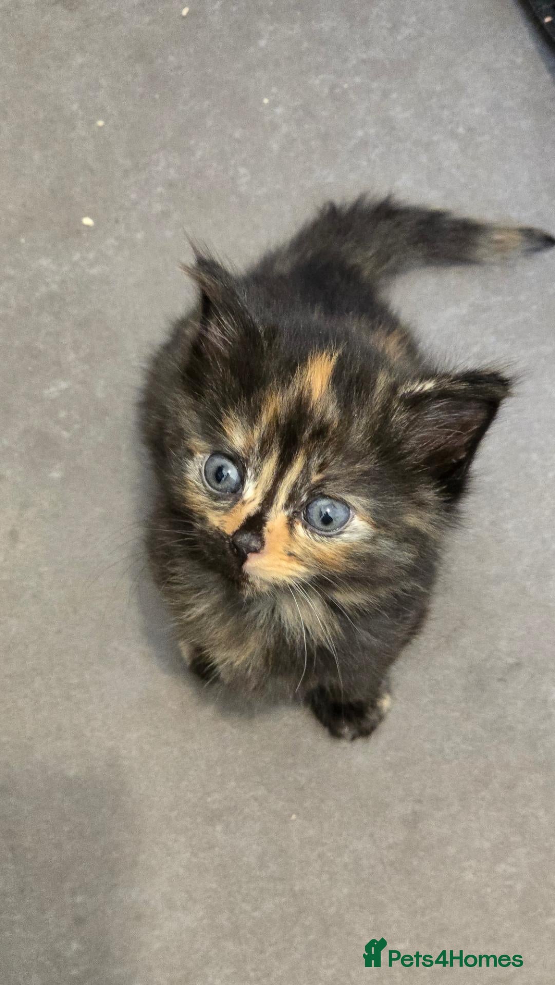 Nebelung cats 1 Beautiful Kitten left!! - Advert 1