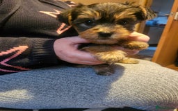 Yorkshire Terrier dogs for sale: Mini Yorkshire Terrier for Sale 2 boys 1 girl - Image 5