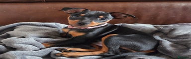 Miniature Pinscher (Pink Collar)
