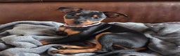 Miniature Pinscher dogs for sale: KC Registered 6 Pure Miniature Pinscher litter - Advert 21