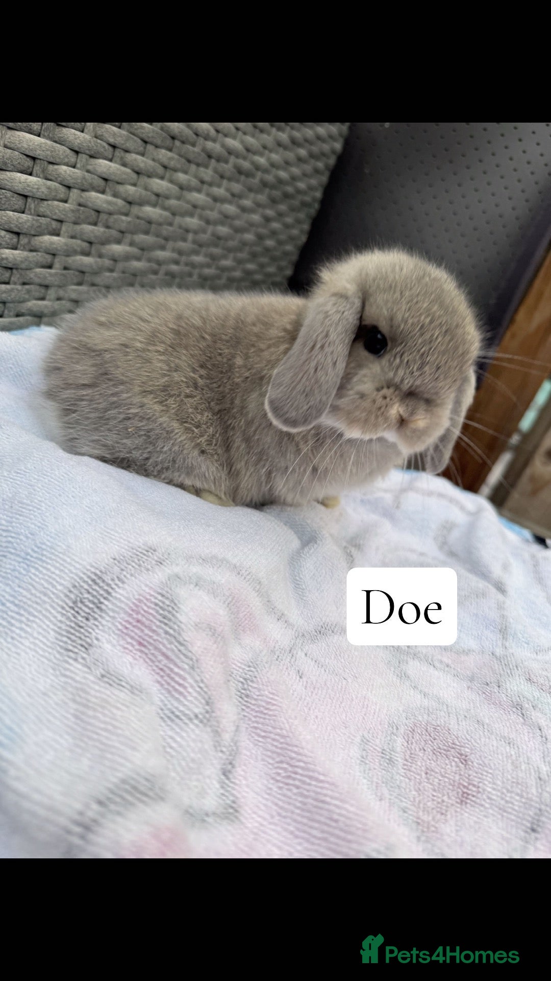 Mini Lop rabbits Beautiful lop eared babies  - Advert 2