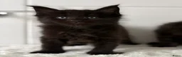 Maine Coon cats for sale: 🐈🐈‍⬛ Russian/European Bloodline Kittens 💕🐱 - Advert 25
