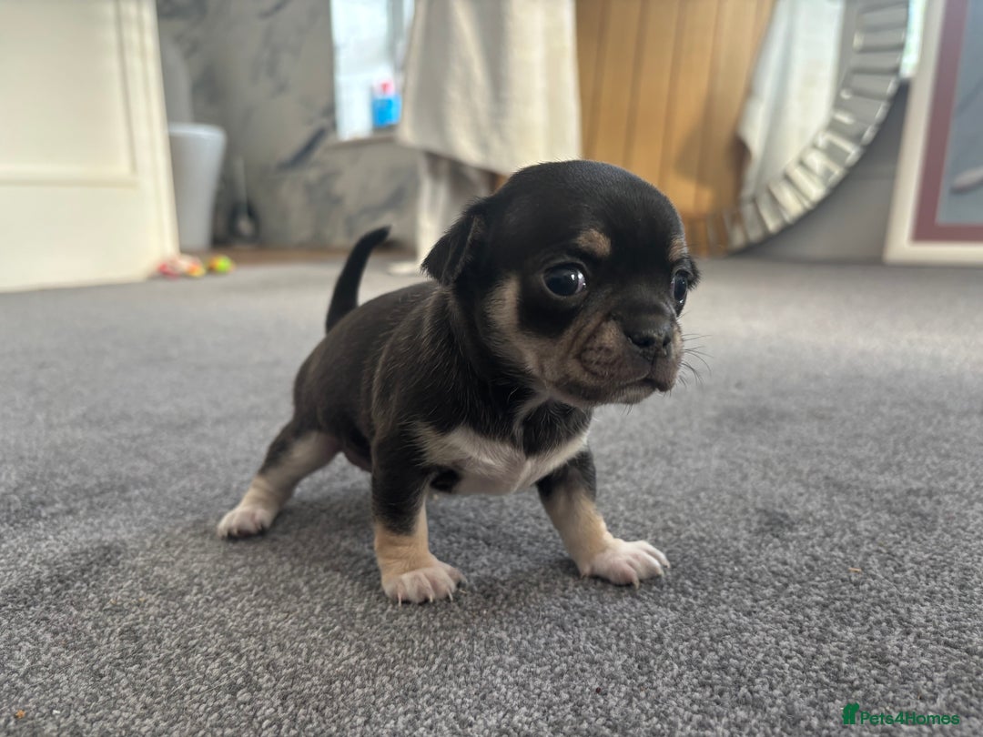 Chihuahua dogs for sale: Beautiful chihuahua 1 boy & 1 Girl  - Advert 5