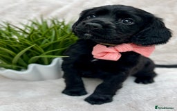 Cocker Spaniel dogs for sale: 2 beautiful cocker spaniels  - Image 6