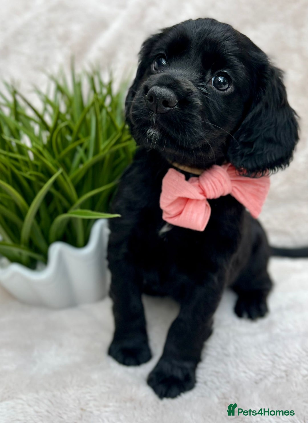Cocker Spaniel dogs for sale: 2 beautiful cocker spaniels  - Image 6