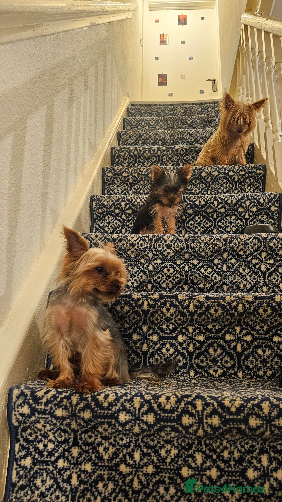 Yorkshire Terrier dogs for sale: Yorkie puppies  - Image 7