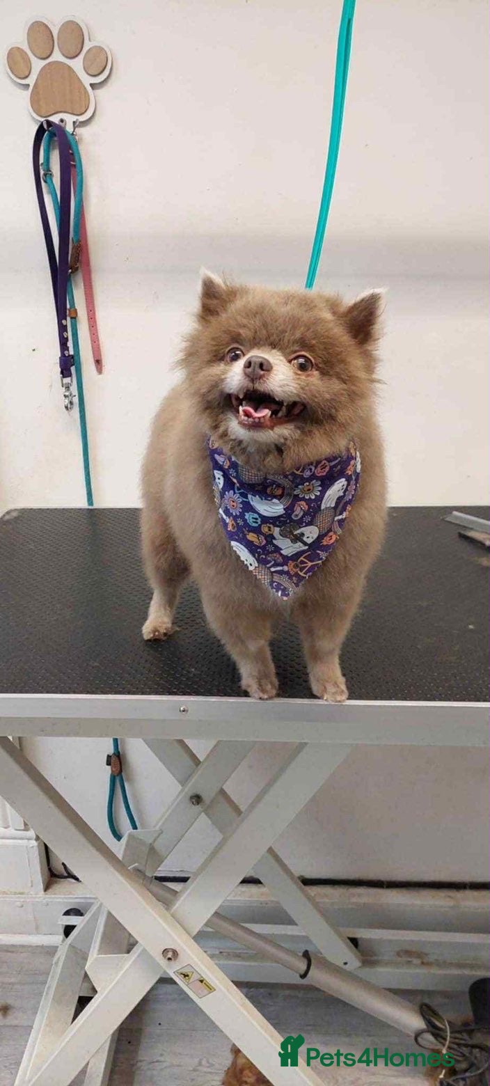 Pomeranian dogs Nash(Pom) - Advert 1