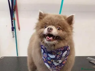 Pomeranian dogs Nash(Pom) - Advert 24