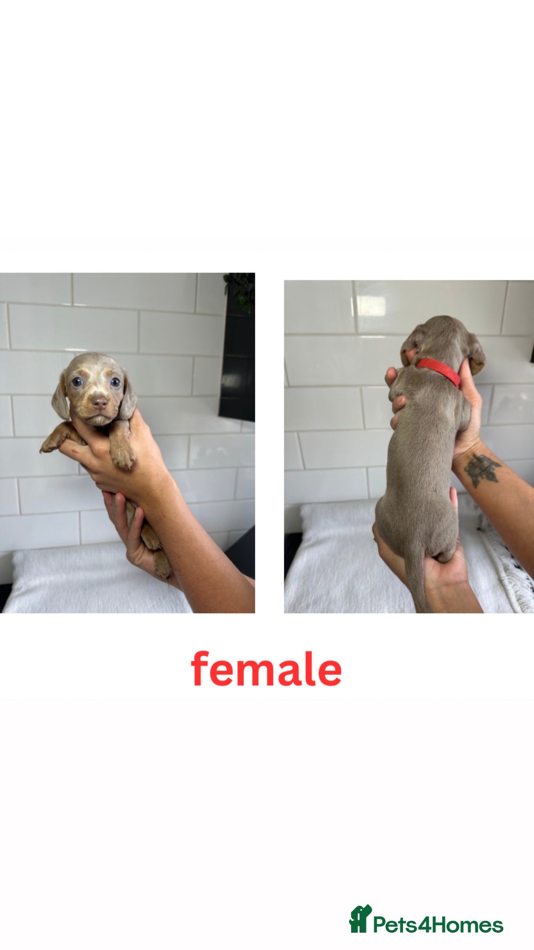 Dachshund dogs for sale: Adorable Dachshund Puppies for sale - Image 2