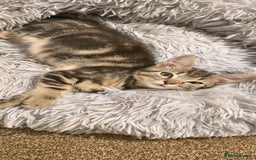 Domestic Shorthair cats for sale: Domestic shorthair - Image 1