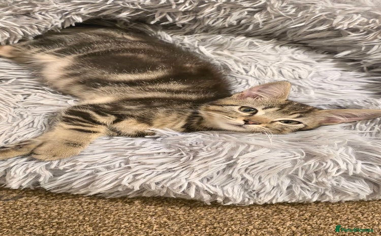 Domestic Shorthair cats - Advert 16