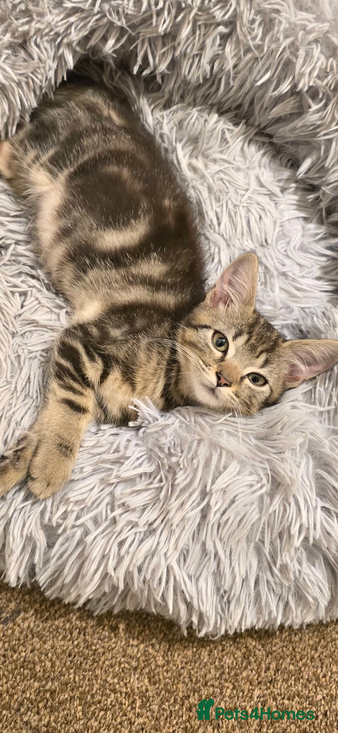 Domestic Shorthair cats for sale: Domestic shorthair - Image 1