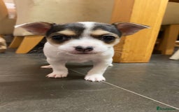 Mixed Breed dogs for sale: 3 puppies ready 21st November  - Image 2