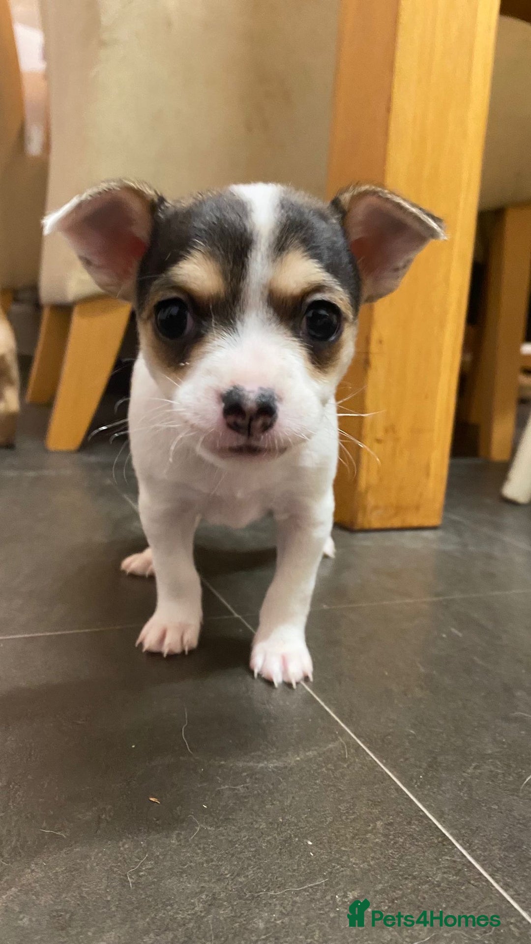 Mixed Breed dogs for sale: 3 puppies ready 21st November  - Image 2