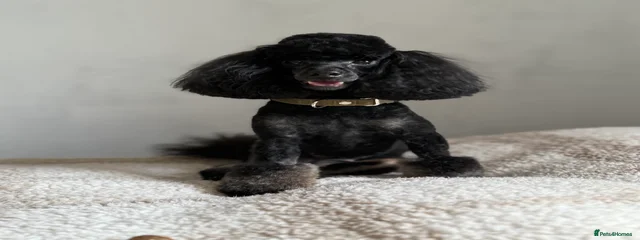 Coco