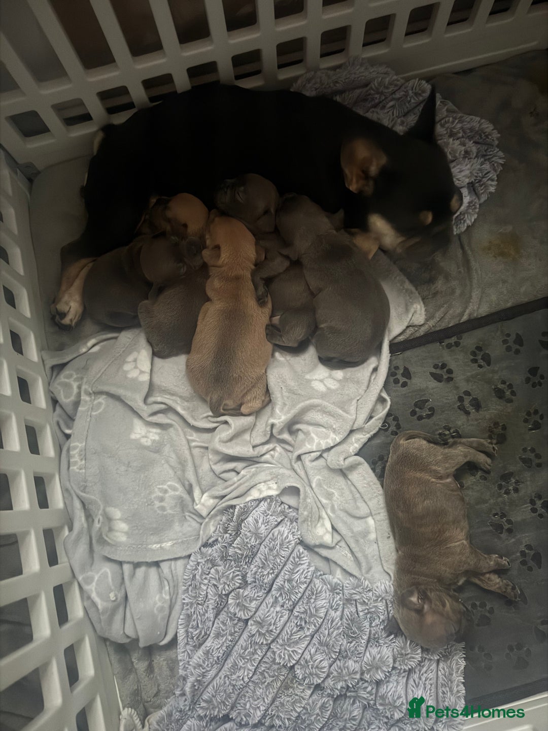 Mixed Breed dogs for sale: Frenchi staffs - Image 8