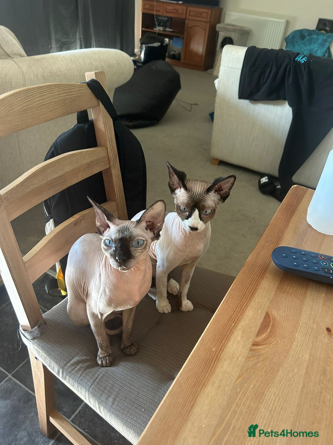 Sphynx cats for sale: 2 female sphynx cats - Image 3