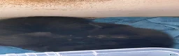 Mixed Breed cats for sale: Beautiful black kittens - Advert 6