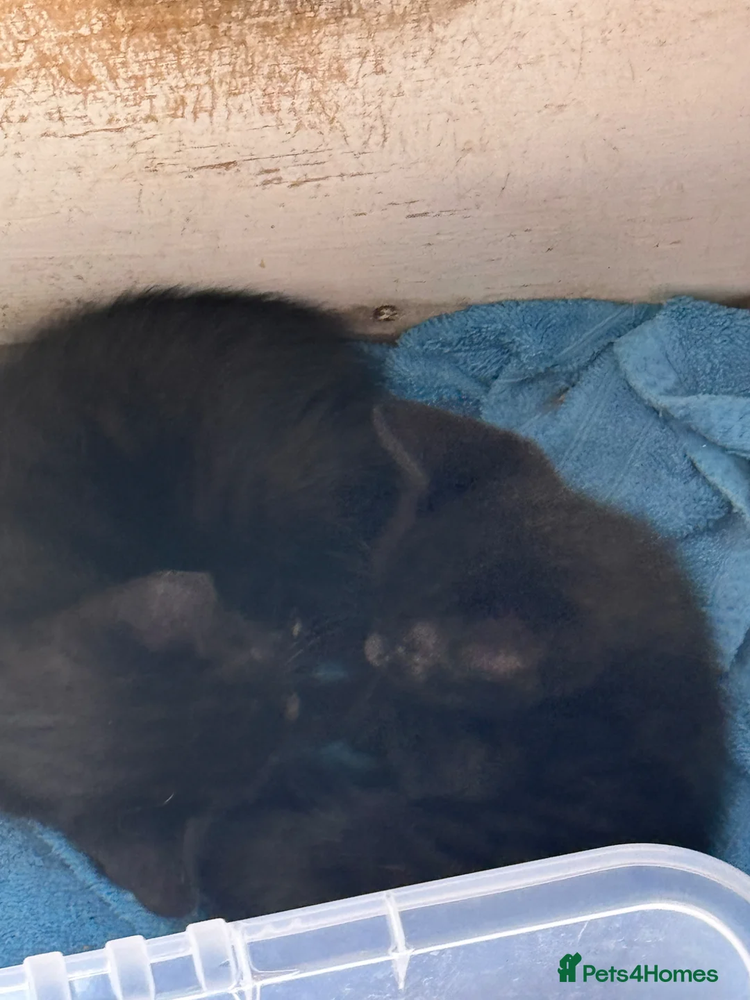 Mixed Breed cats for sale: Beautiful black kittens - Advert 6